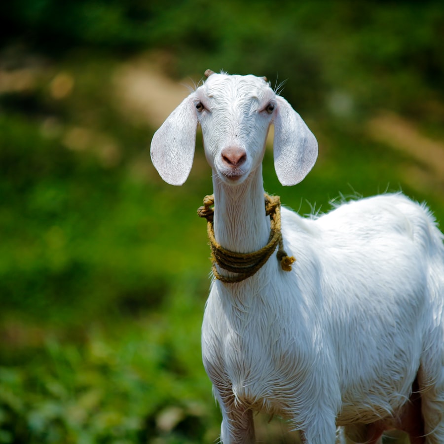 Sistem peternakan untuk kambing dan domba