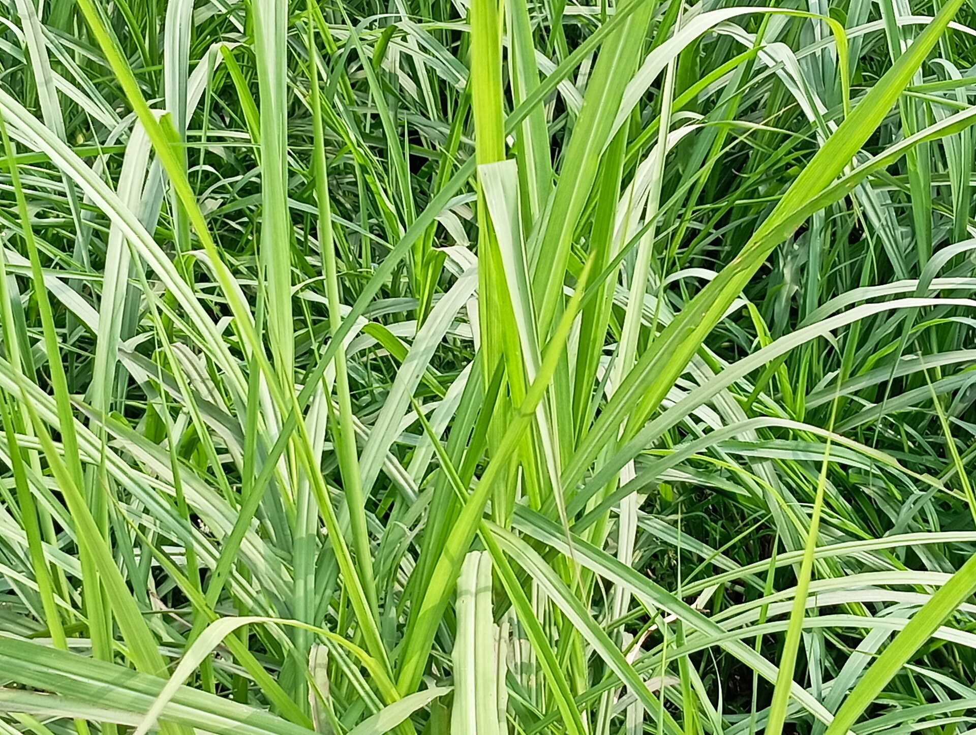 Menanam Bibit Rumput Pakchong dan Rumput Odot