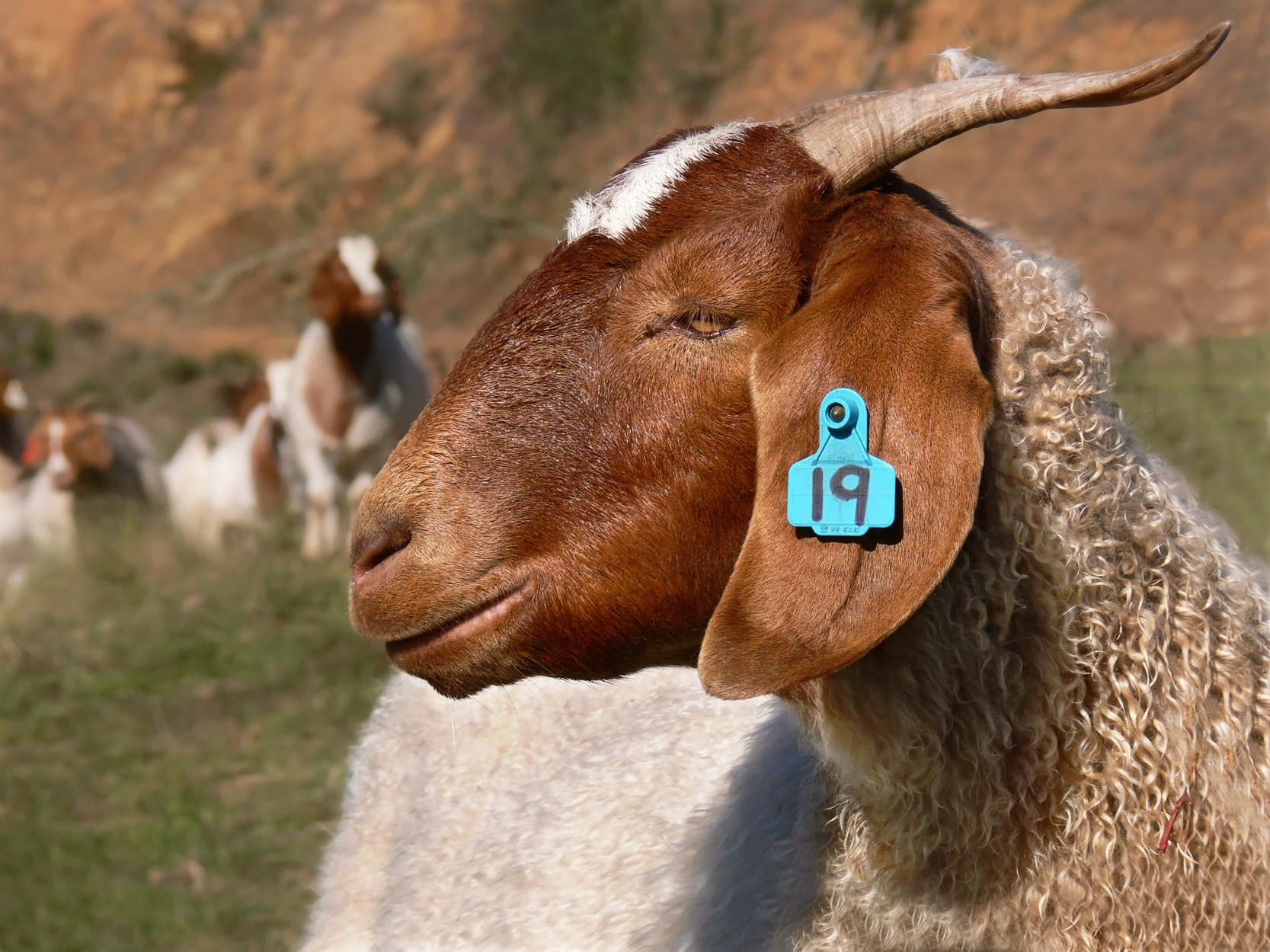 Merawat Kambing Jawarandu agar Siap Jual di Farmnesia