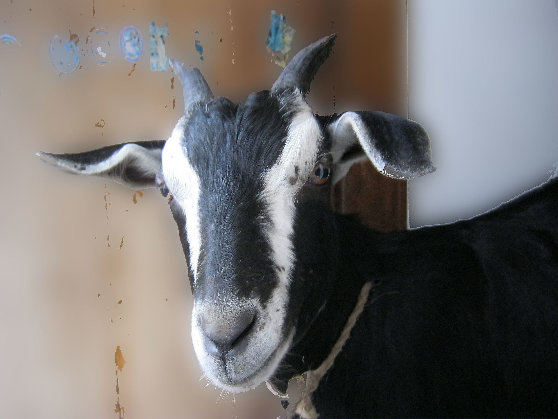 Panduan Dasar Memilih Pakan Kambing dan Domba